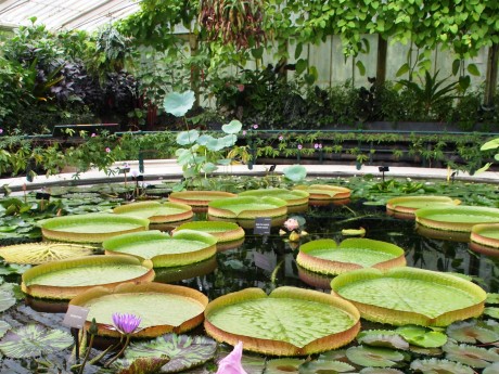 南米原産【オオオニバスの種15粒】 c49af37ca5363e1307ac3aa4f7c373