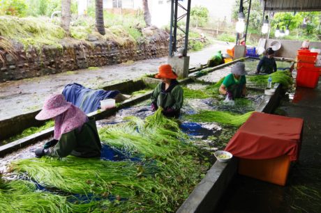 水蓮 台湾野菜「水蓮菜」(前編)～産地を訪ねて～ | Report |Seed to Harvest