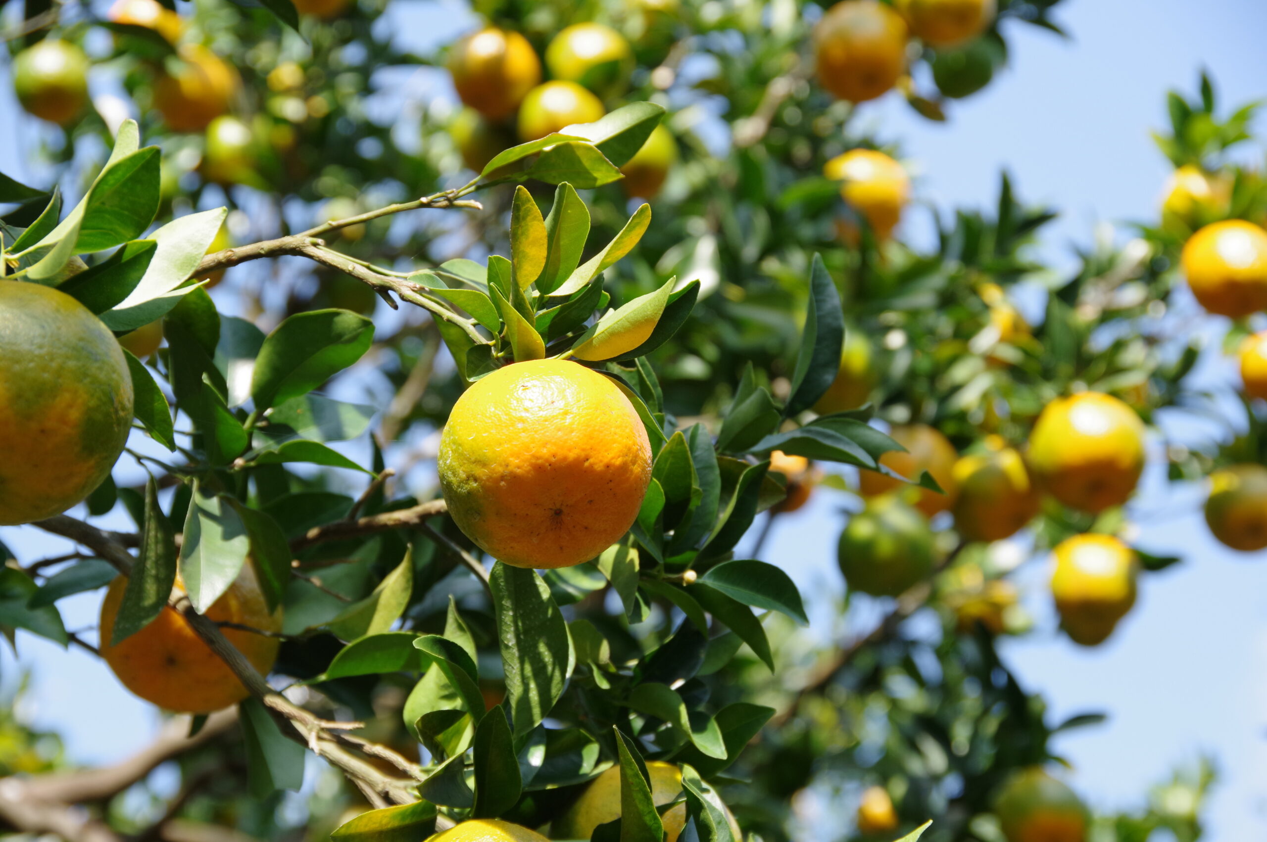 屋久島の代表的な柑橘「ポンカン」を訪ねて＠鹿児島県屋久島町