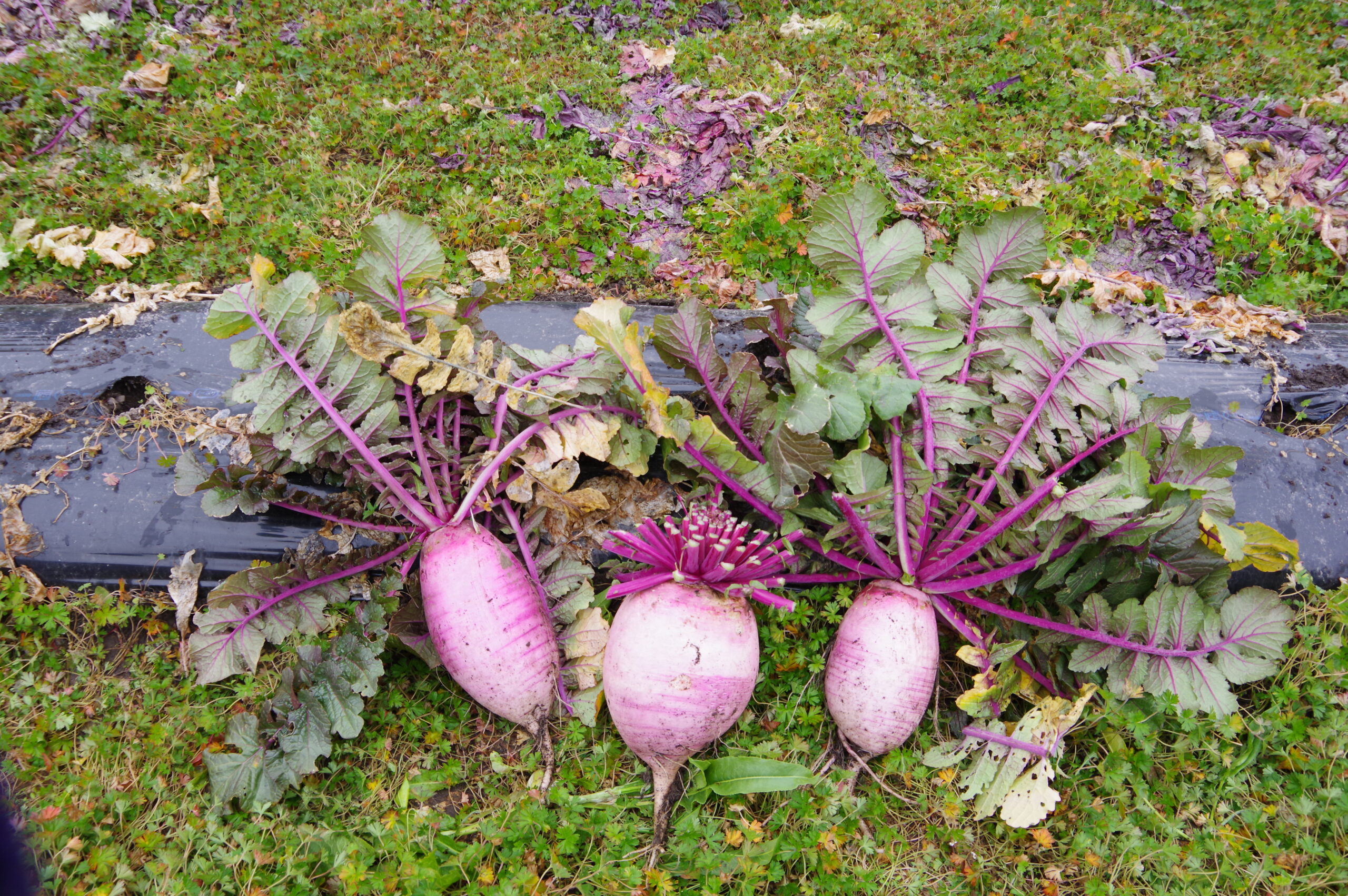 姶良地域に伝わる薄赤紫色の伝統野菜「国分大根」を訪ねて＠鹿児島県霧島市