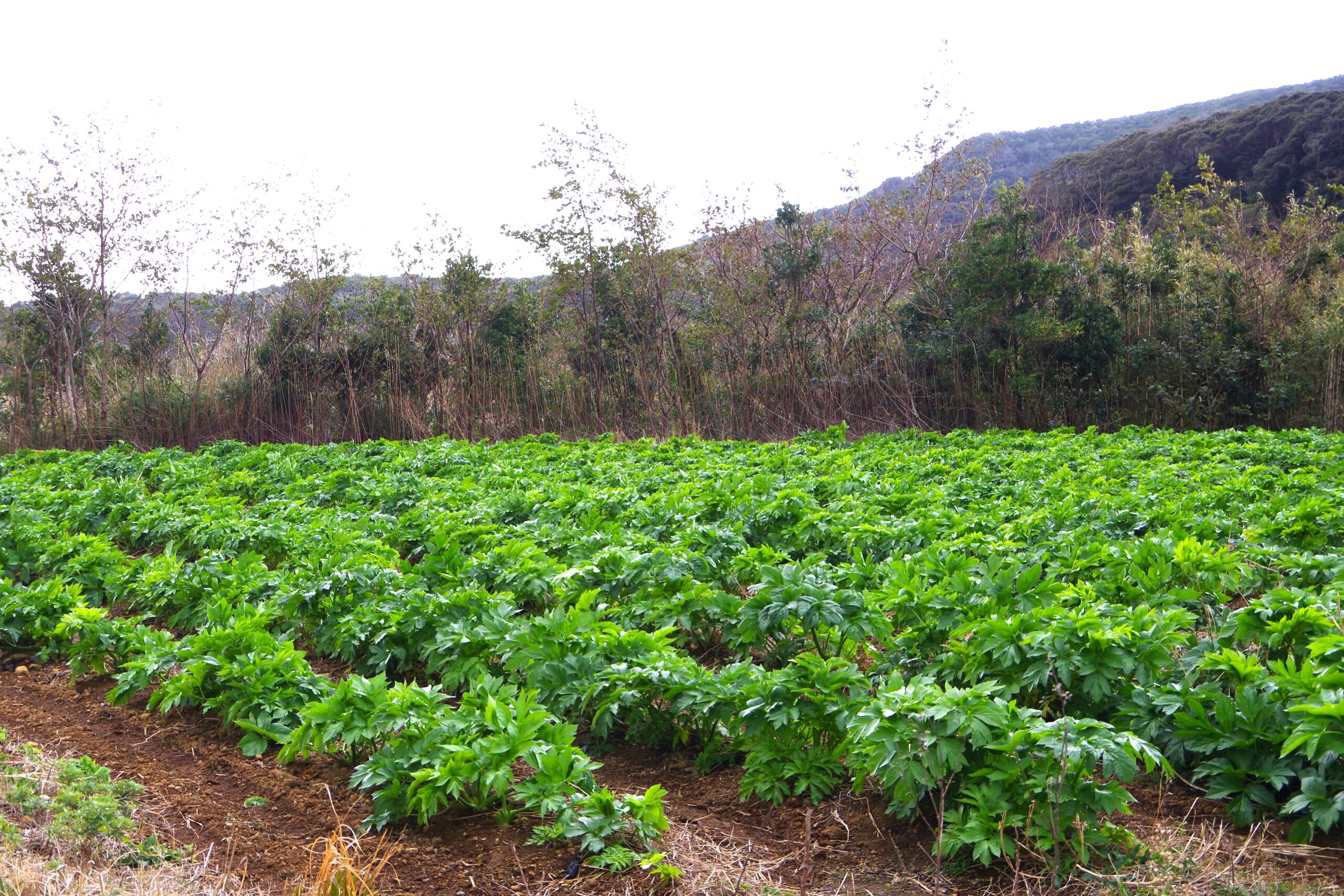 八丈島原産の健康野菜アシタバを訪ねて～八丈島栽培編～@東京都八丈町