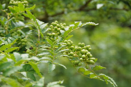 IMGP9256-460x306.jpg