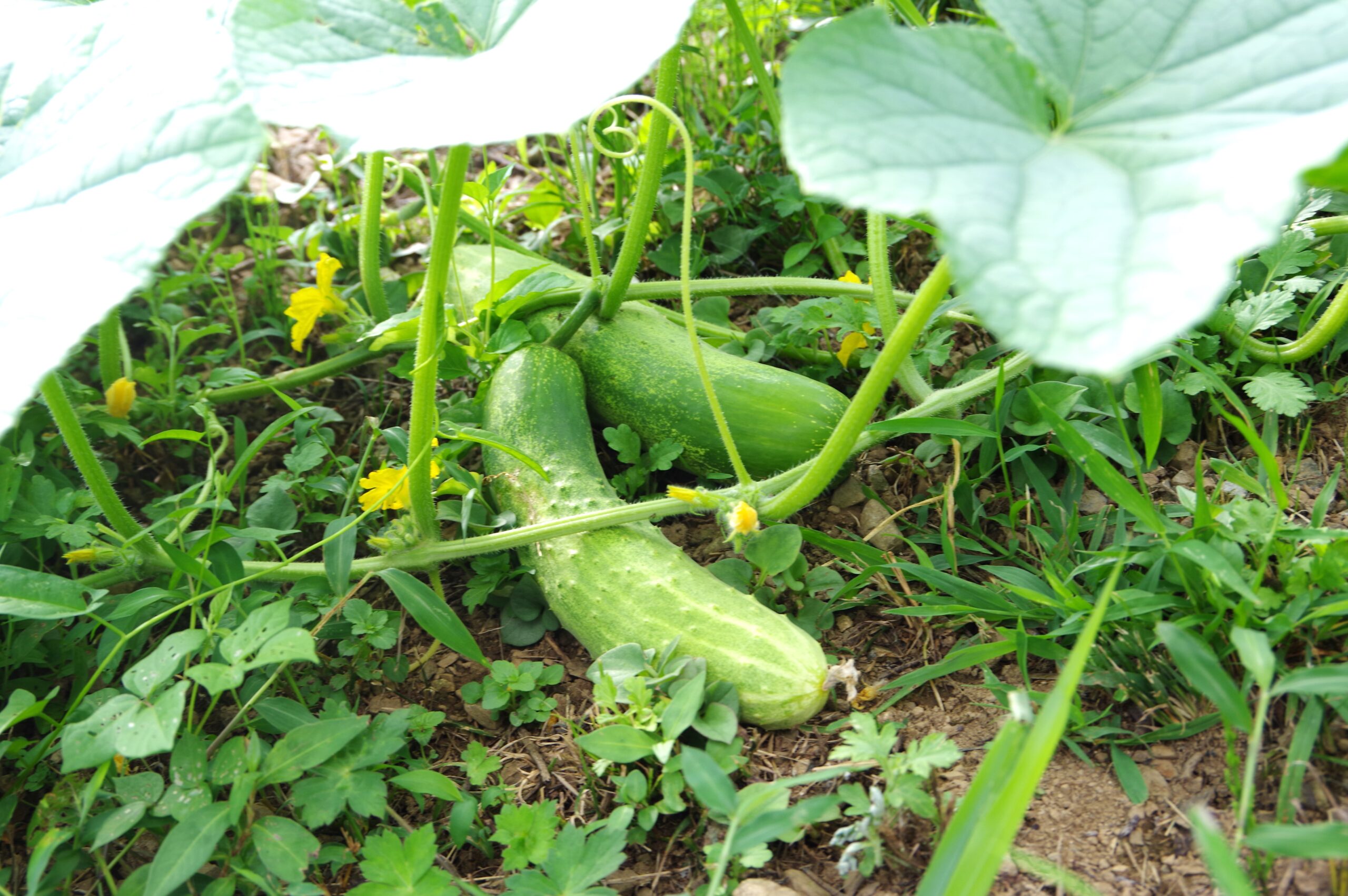 飛騨・美濃伝統野菜「春日きゅうり」山間の風土が織りなす味＠岐阜県揖斐川町