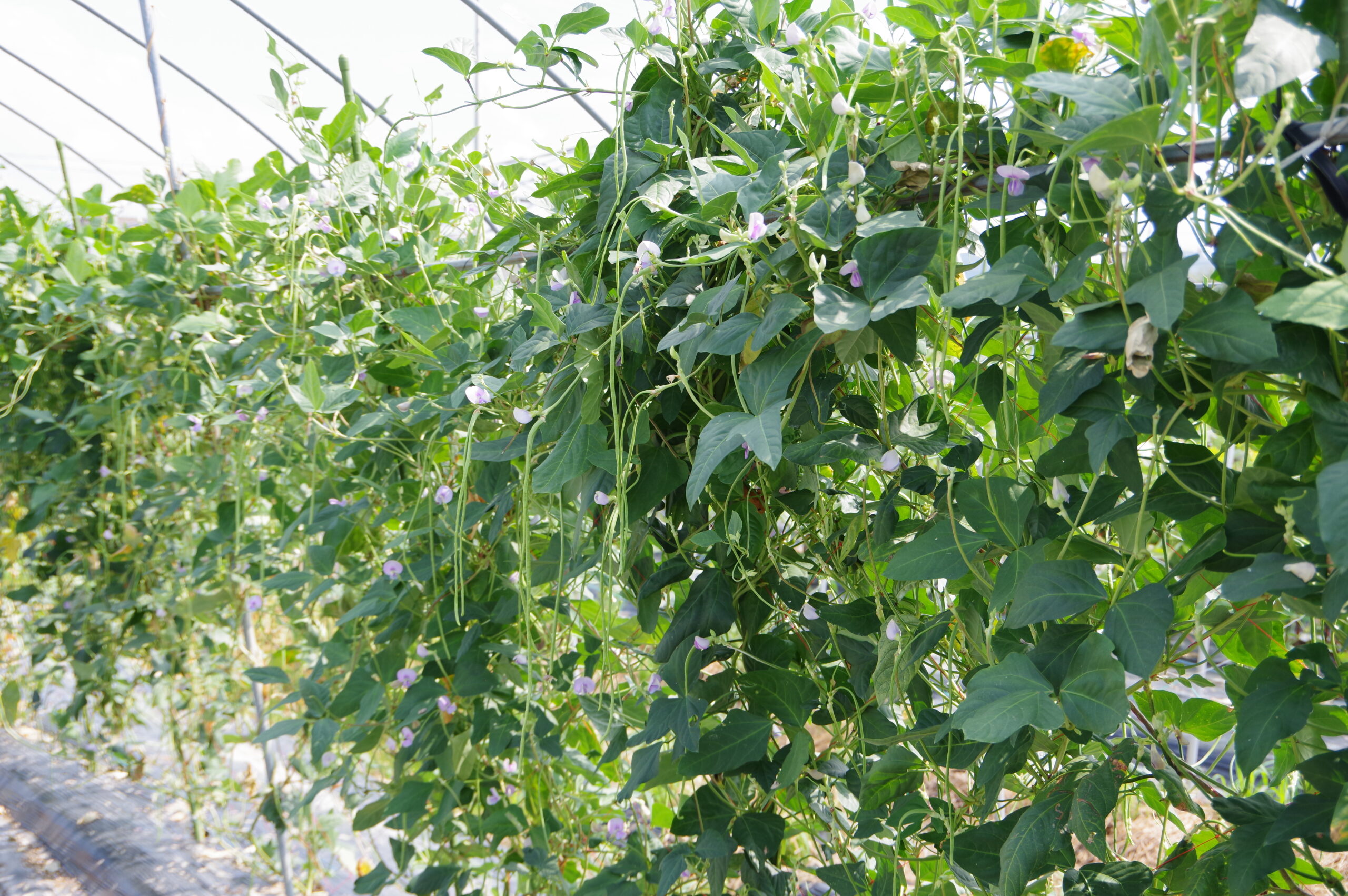 長くて淡いグリーンの美！飛騨・美濃伝統野菜「十六ささげ」＠岐阜県本巣市