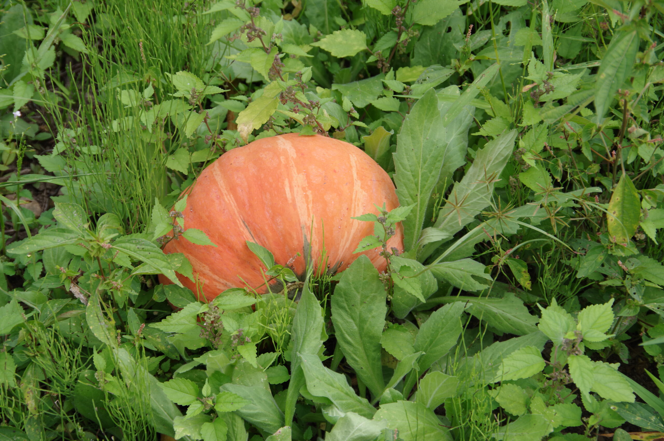 100年守られた味！山形おきたま伝統野菜「宇津沢かぼちゃ」＠山形県飯豊町