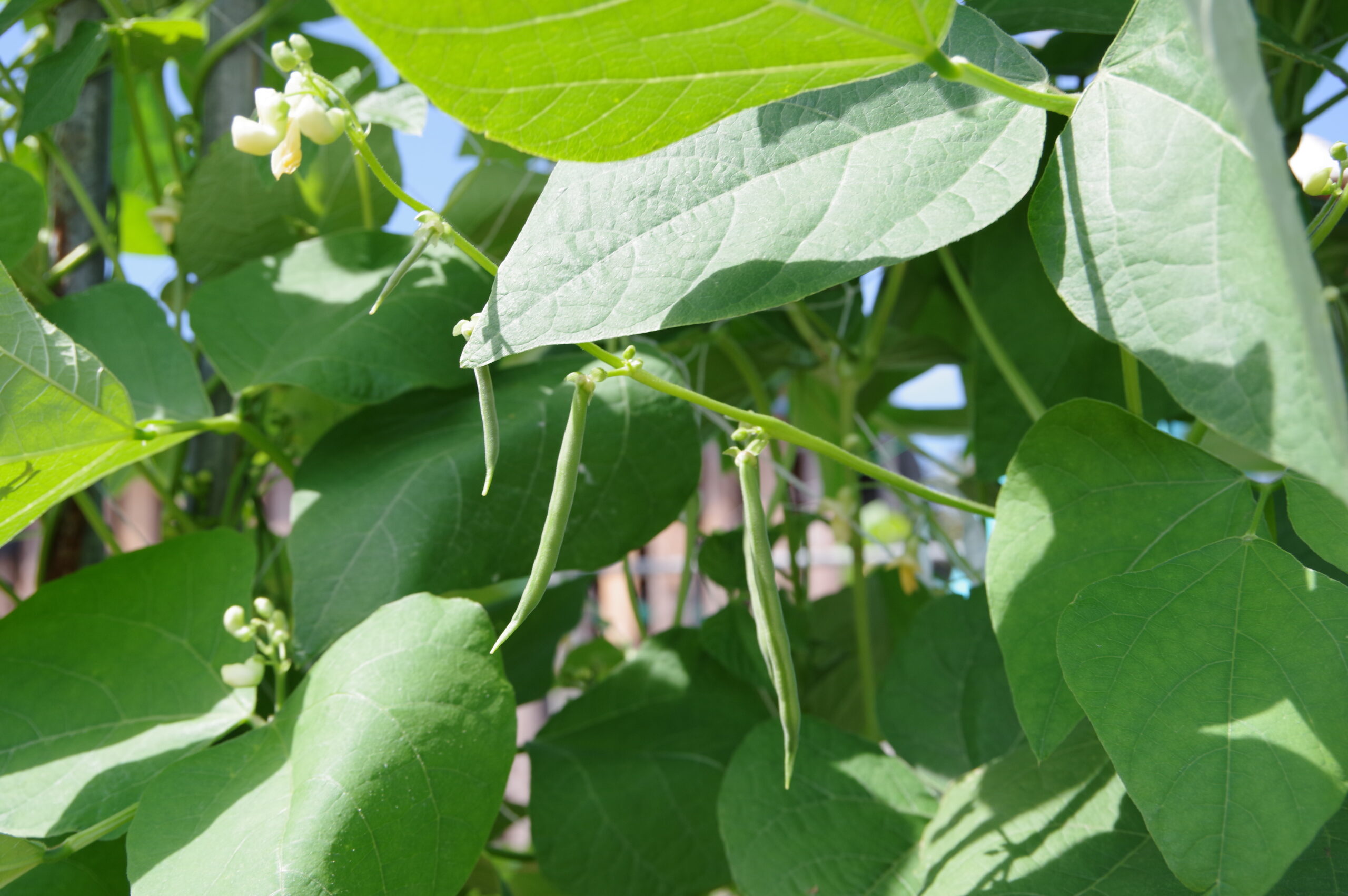 100年の歴史を刻む山形在来野菜「升田ささぎ」＠山形県酒田市