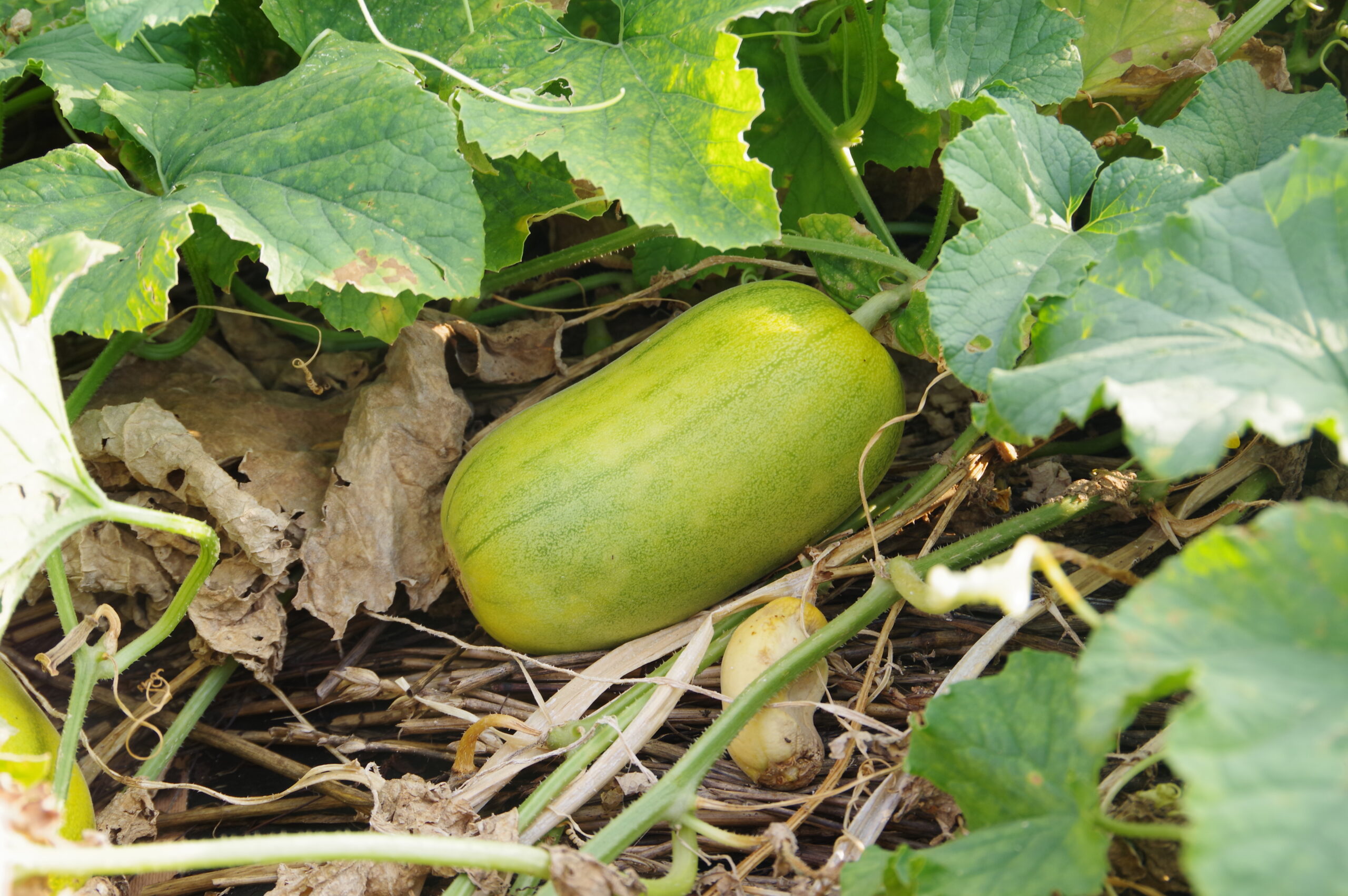 飛騨・美濃伝統野菜「まくわうり」信長の時代から未来へ＠岐阜県本巣市