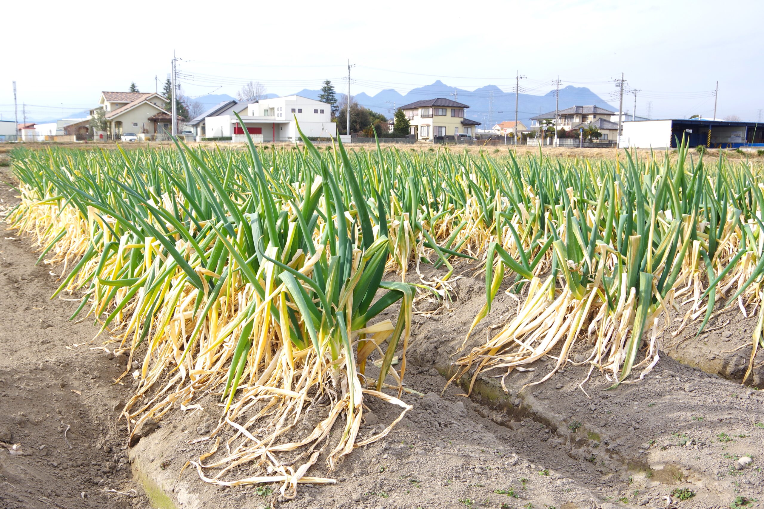 角田勉さんが挑んだ未来への遺産！「石倉根深葱」の再生物語＠群馬県前橋市