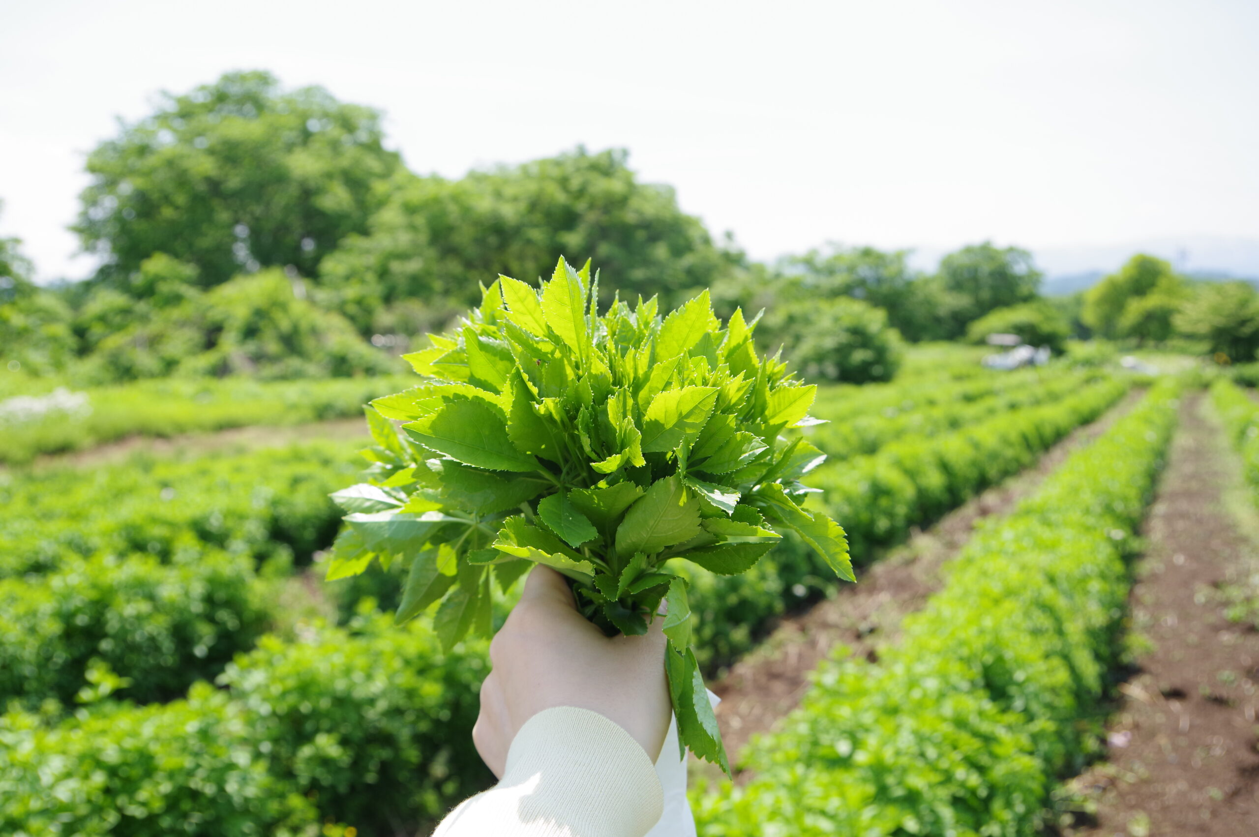 おきたまの伝統野菜「ウコギ」 江戸時代から続く生垣と食文化@山形県米沢市