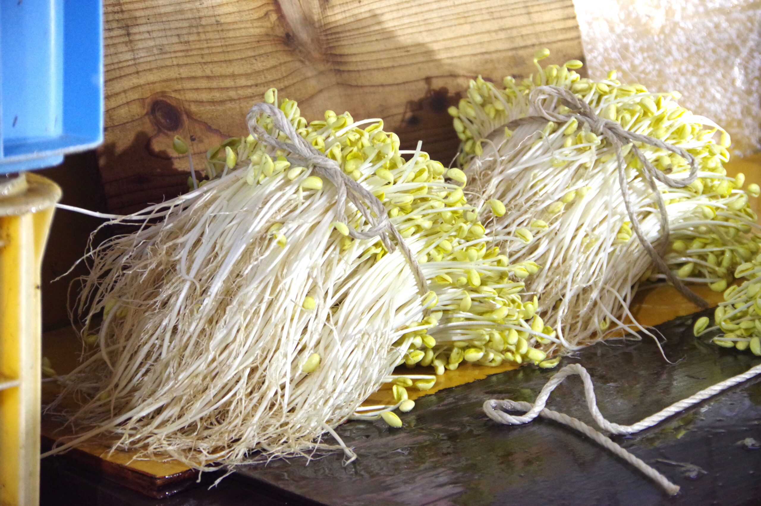 「小野川豆もやし」温泉の恵みと守られる伝統の味@山形県米沢市