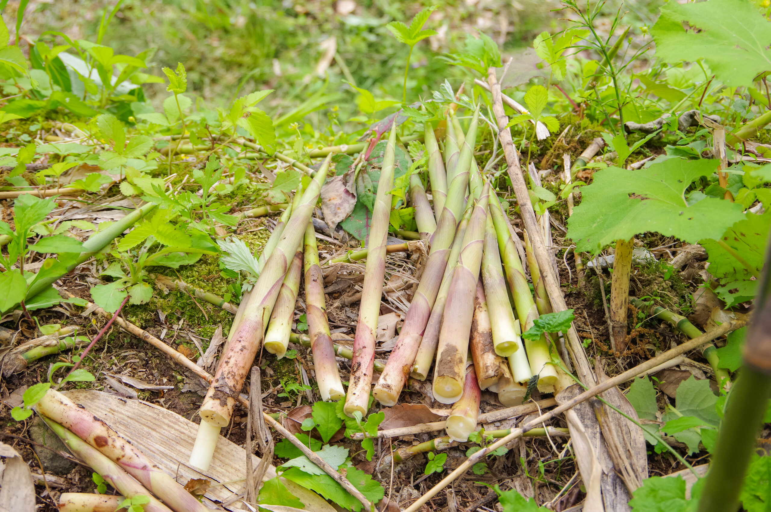 山菜の里・西川町 月山の自然がはぐくむ「月山筍」ネマガリダケ@山形県西川町