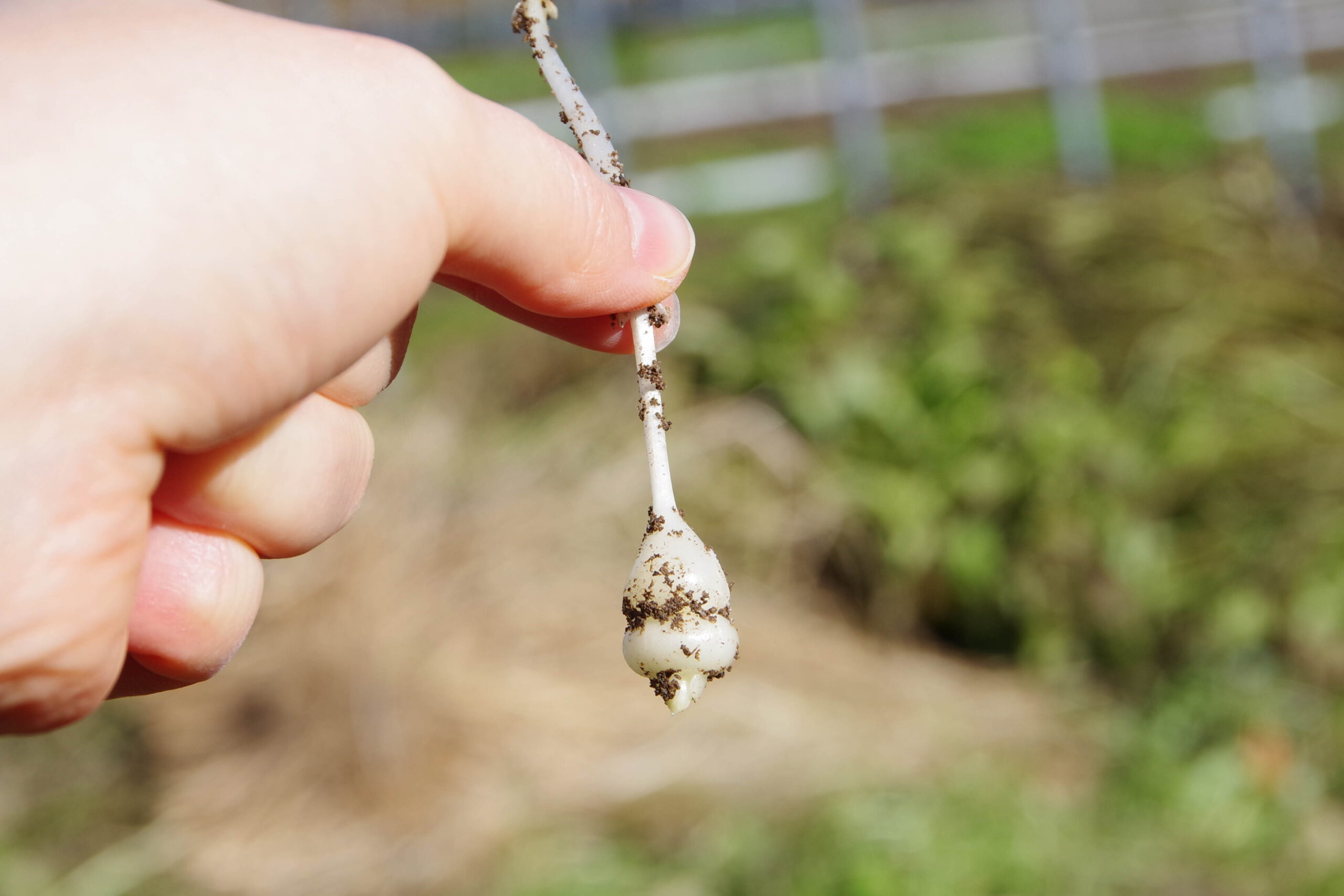 雪国で受け継ぐ「ちょろぎ」栽培と食文化@秋田県湯沢市