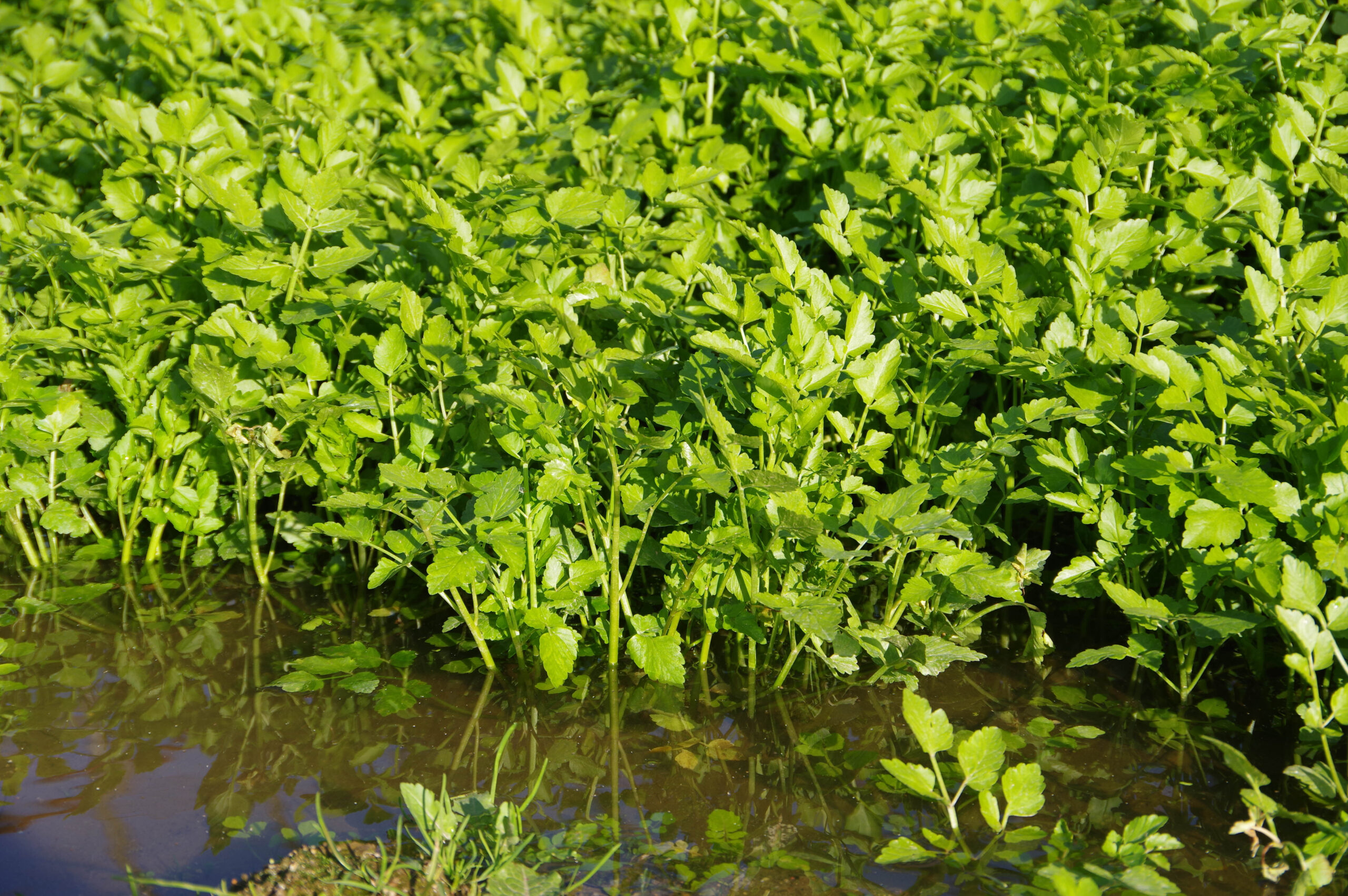 伏流水に育まれる伝統野菜「三関せり」の栽培と食＠秋田県湯沢市　