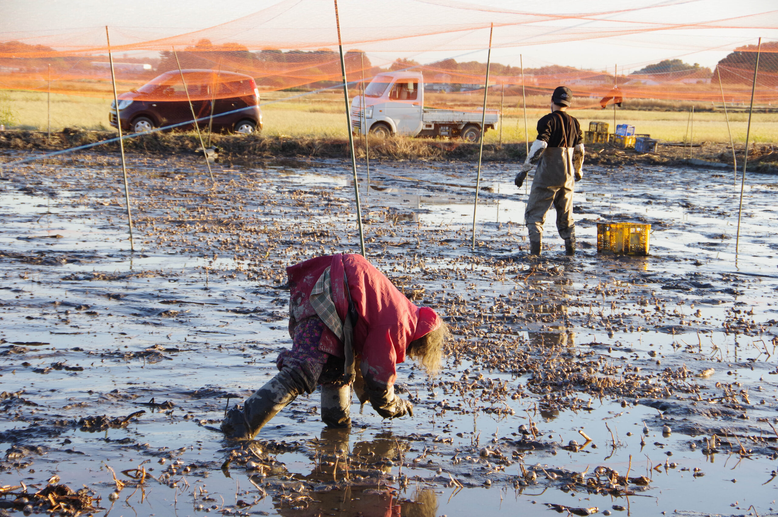 水を張る畑で育つ伝統野菜「くわい」その育ち方と食文化＠埼玉県さいたま市見沼区