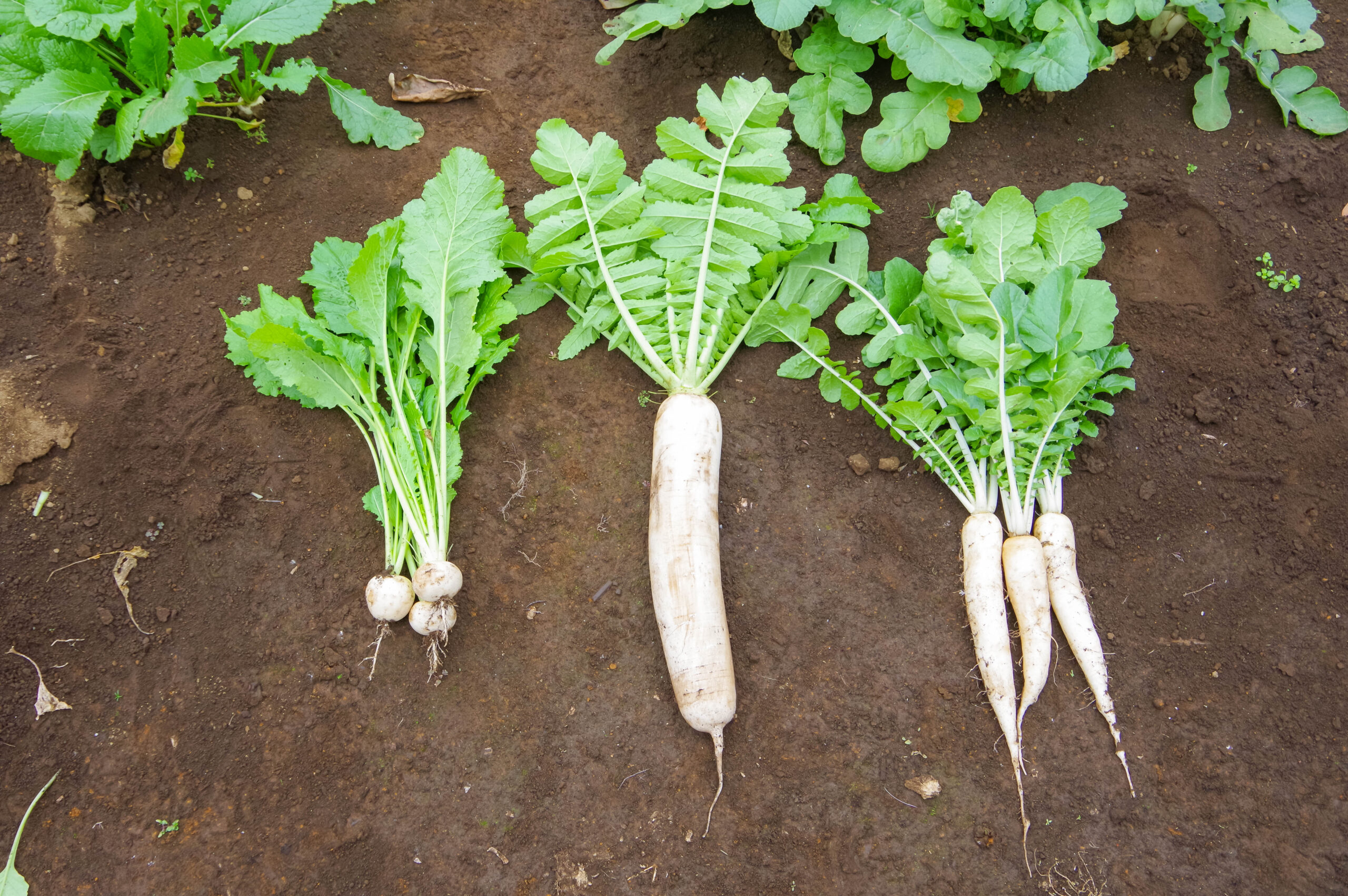 江戸東京野菜を今に伝える畑へ　「亀戸大根」「大蔵大根」「金町小かぶ」＠東京都小金井市