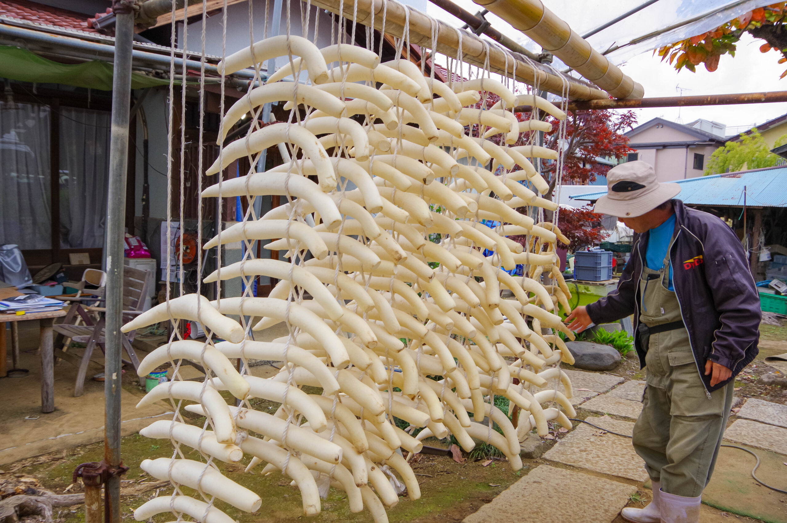 江戸の沢庵を支えた「練馬大根」の歴史と今＠東京都練馬区